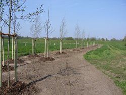 Fertig gepflanzte Bäume. Foto: Stadt Oldenburg Fertig gepflanzte Bäume. Foto: Stadt Oldenburg