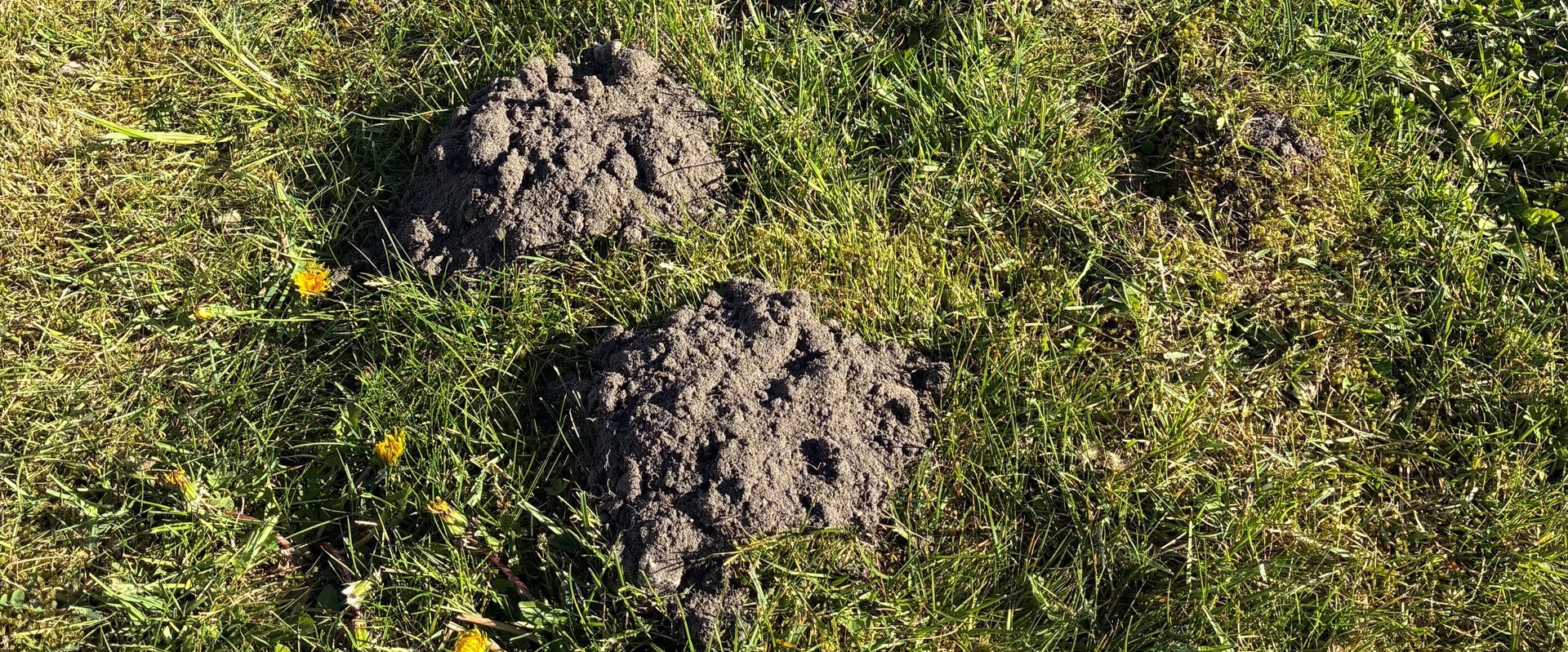 Maulwurfshügel auf Rasen. Foto: Stadt Oldenburg