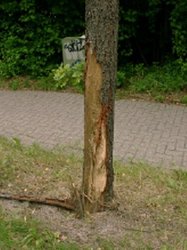 Rinde eines Baumes im unteren Bereich des Stammes ist stark beschädigt. Foto: Stadt Oldenburg