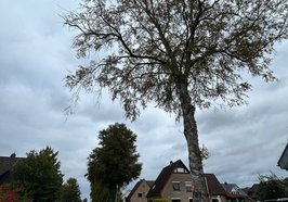 Diese Birke hat eine orangefarbene Markierung am Stamm erhalten. Sie wird demnächst gefällt und durch einen klimaresilienteren Baum ersetzt. Foto: Stadt Oldenburg