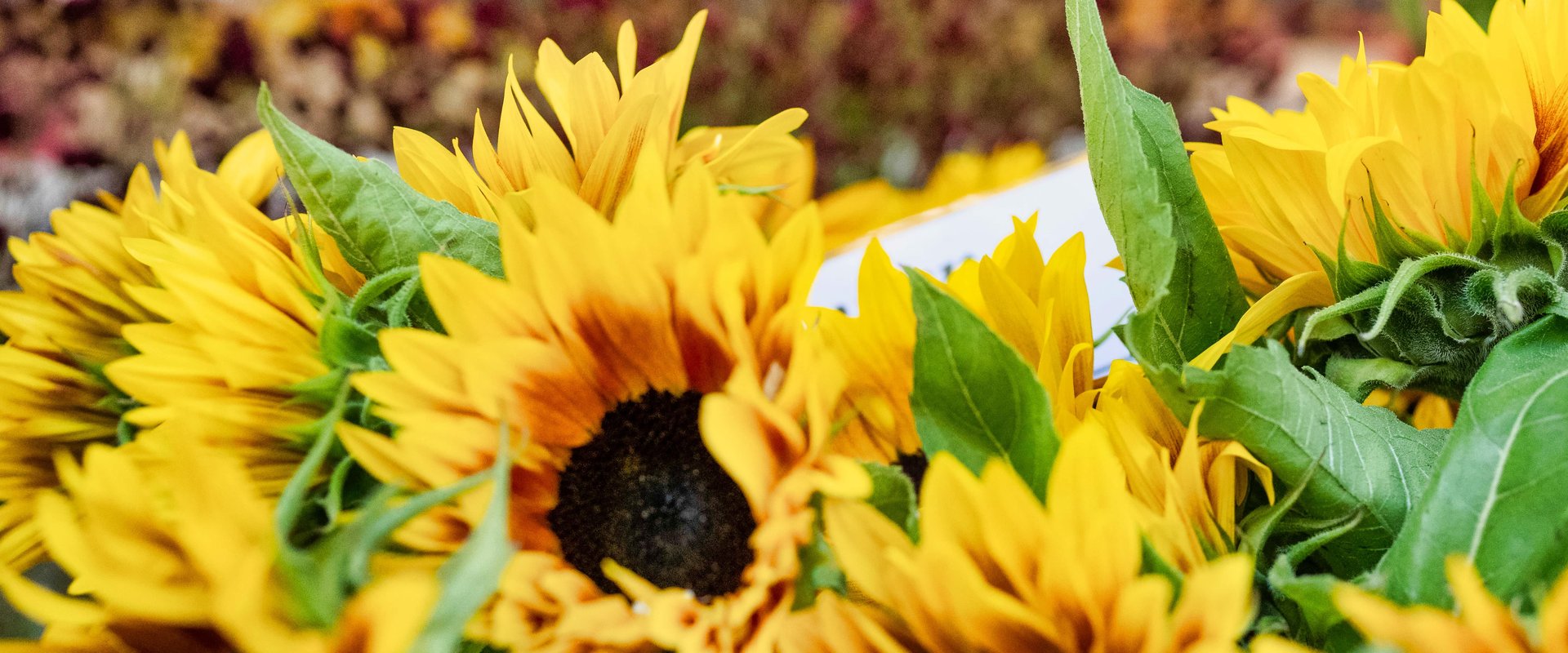 Sonnenblumen mit unscharfem Hintergrund. Foto: Sascha Stüber