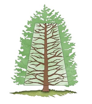 Skizze von einem Baum. Grafik: Stadt Oldenburg