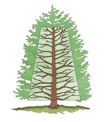 Skizze von einem Baum. Grafik: Stadt Oldenburg