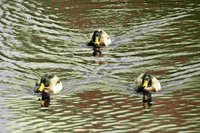 Drei Enten schwimmen im Teich des Schlossgartens