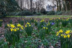 Frühlingsblüher im Oldenburger Schlossgarten. Foto: Hans-Jürgen Zietz