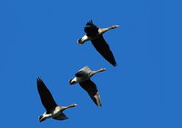 Blässgänse über dem Moorhauser Polder