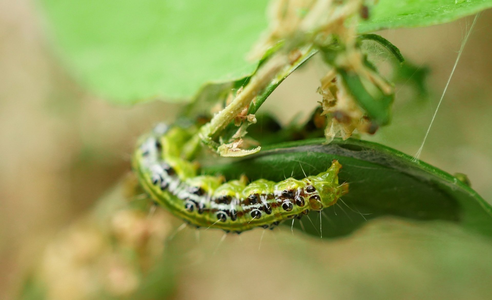 Buchsbaumzünsler auf einem Blatt. Foto: MonikaP/Pixabay