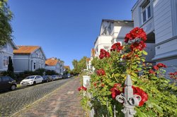 Rosenblüten in der Blumenstraße. Foto: Hans-Jürgen Zietz