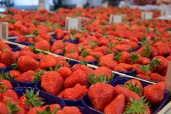 Schalen mit Erdbeeren. Foto: Stadt Oldenburg