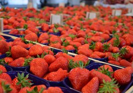 Schalen mit Erdbeeren. Foto: Stadt Oldenburg