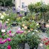 Vorschau: Blumen und Pflanzen auf dem Wochenmarkt auf dem Pferdemarkt. Foto: Sascha Stüber