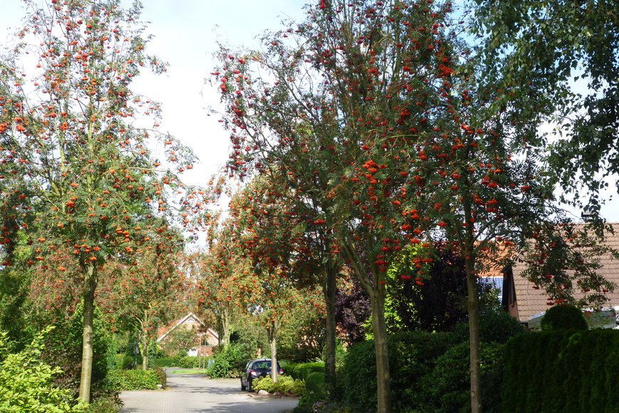 Bäume am Lärchenring. Foto: Stadt Oldenburg