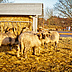 Vorschau: Schafe. Foto: Peter Duddek