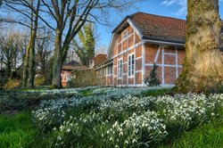 Frühlingsblüher im Oldenburger Schlossgarten. Foto: Hans-Jürgen Zietz