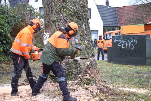 Im Vahlenhorst wurden zwei Silber-Weiden gefällt. Nach dem Entfernen der Baumstümpfe werden wieder Bäume auf die Wiesen gepflanzt. Foto: Stadt Oldenburg