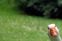 Gans Ohr. Foto: Hartmut Kampen Gans Ohr. Foto: Hartmut Kampen