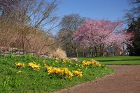 Blühende Büsche und Sträucher im Schlossgarten. Foto: Hans-Jürgen Zietz