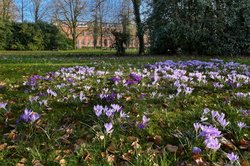 Krokusblüte im Oldenburger Schlossgarten. Foto: Hans-Jürgen Zietz