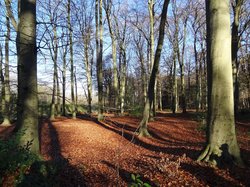 Das Blankenburger Holz im Herbst mit braunem, laubbedecktem Boden. Foto: Stadt Oldenburg