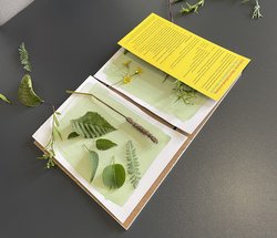 Sonnenlicht trifft Kreativität – ein Kunstwerk im Werden während Timo Willens Cyanotypie-Workshop. Foto: Stadt Oldenburg