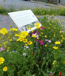 Blumenwiese mit Informationstafel. Foto: Stadt Oldenburg Blumenwiese mit Informationstafel. Foto: Stadt Oldenburg