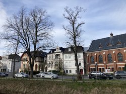 Geschwächte Linde an der Ofener Straße. Foto: Stadt Oldenburg Geschwächte Linde an der Ofener Straße. Foto: Stadt Oldenburg