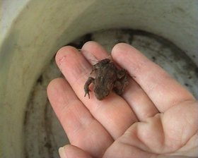 Amphibiennachwuchs: Eine kleine Erdkröte auf einer Hand. Foto: Agenda-Gruppe Amphibienschutz