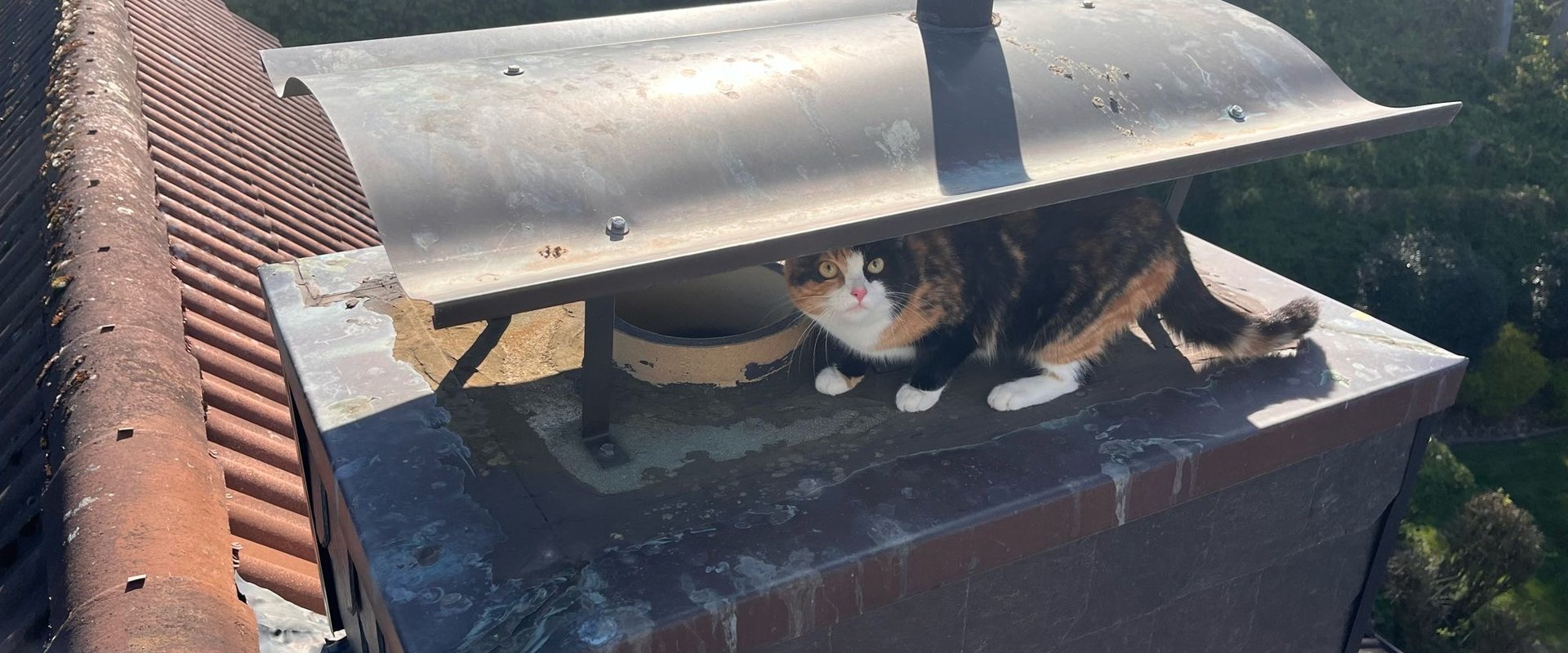 Eine junge Katze kauert auf dem Schornstein eines Einfamilienhauses. Foto: Feuerwehr Oldenburg