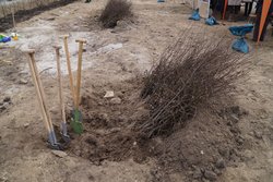 Spaten und Pflanzen warten auf ihren Einsatz. Foto: Stadt Oldenburg Spaten und Pflanzen warten auf ihren Einsatz. Foto: Stadt Oldenburg