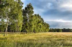 Der Naturschutzgebiet „Everstenmoor“ in Oldenburg. Foto: Hans-Jürgen Zietz