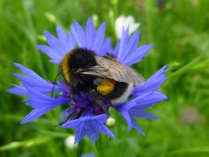 Erdhummel auf einer Kornblume. Foto: Stadt Oldenburg Erdhummel auf einer Kornblume. Foto: Stadt Oldenburg