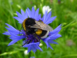 Erdhummel auf einer Kornblume. Foto: Stadt Oldenburg