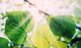 Sonnenstrahlen, die durch Blätter scheinen. Foto: Andreas Dengs/Pixelio.de