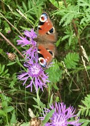 Tagpfauenauge auf Flockenblume. Foto: Stadt Oldenburg