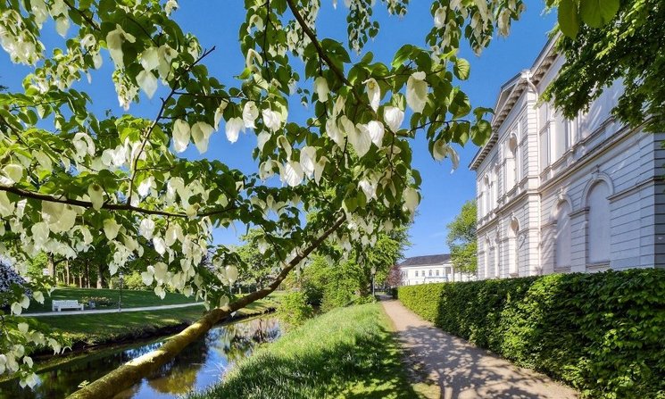 Blühender Taschentuchbaum in den Oldenburger Wallanlagen. Foto: Hans-Jürgen Zietz