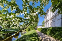 Blühender Taschentuchbaum in den Oldenburger Wallanlagen. Foto: Hans-Jürgen Zietz