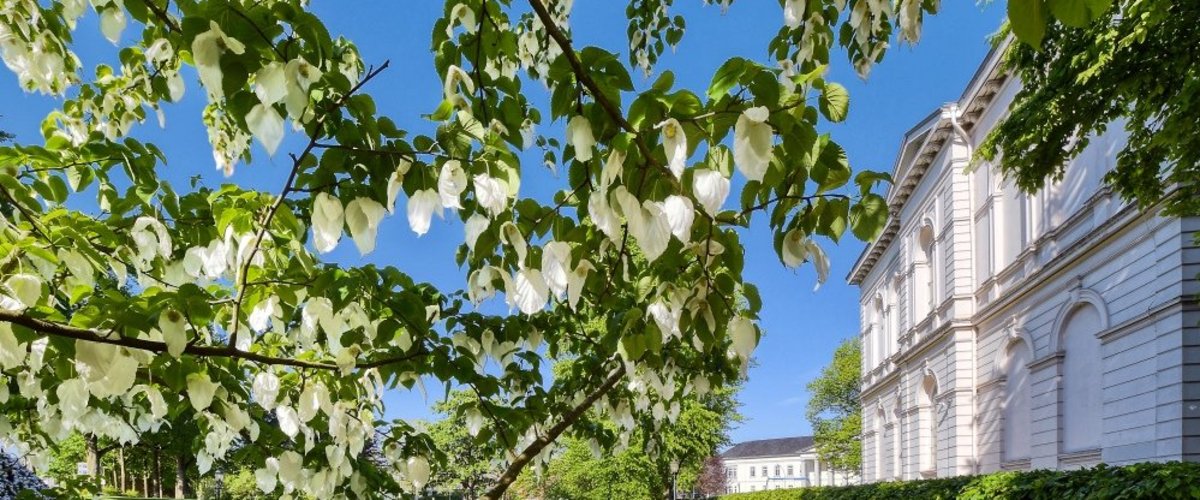 Blühender Taschentuchbaum in den Oldenburger Wallanlagen. Foto: Hans-Jürgen Zietz
