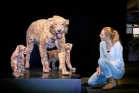 Besucherin mit Säbelzahnkatzen © Landesmuseum Natur und Mensch, Foto: reinert fotodesign