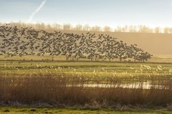 Wildgansschwarm über den Bornhorster Huntewiesen. Foto: Hans-Jürgen Zietz 