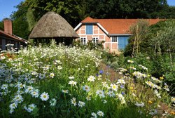 Sommerblüten im Oldenburger Schlossgarten. Fotro: Hans-Jürgen Zietz