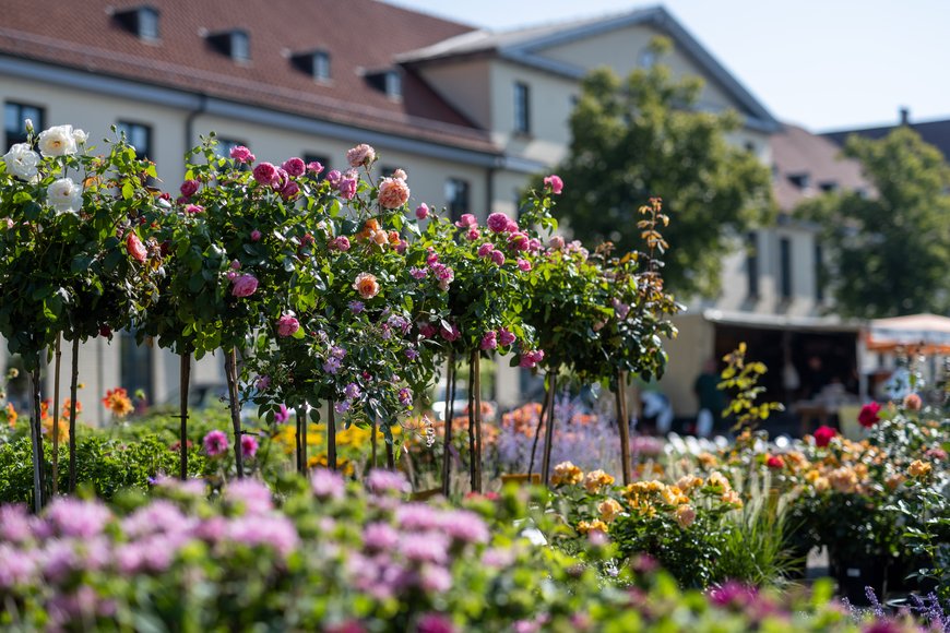 Blumen und Pflanzen auf dem Wochenmarkt auf dem Pferdemarkt. Foto: Sascha Stüber