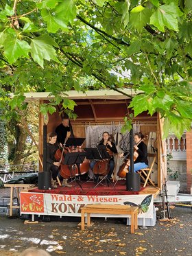 Das Cello-Quartett unter dem Ahornbaum vor dem Büsingstift. Foto: Stadt Oldenburg
