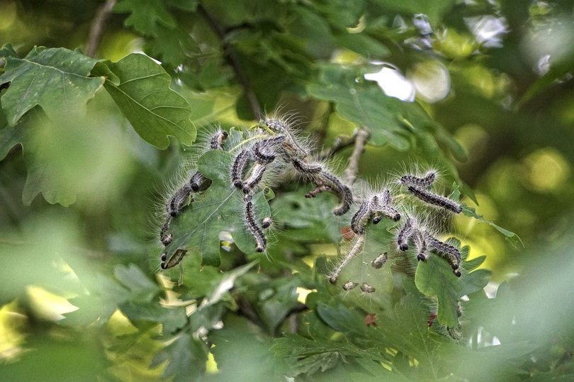 Eichenprozessionsspinner. Foto: LeeleeUusikuu/pixabay