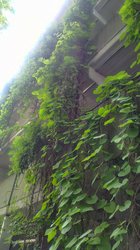 Fassadenbegrünung mit unterschiedlichen Pflanzen. Foto: Stadt Oldenburg