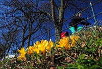 Krokusblüte am Haarenufer. Foto: Hans-Jürgen Zietz