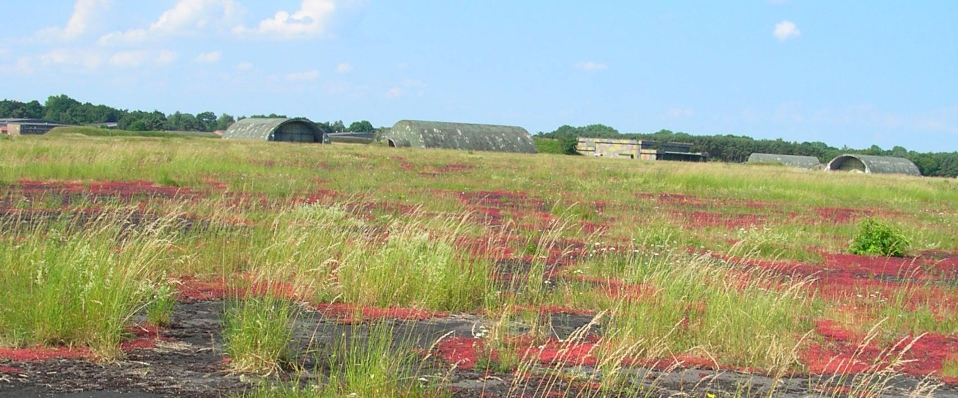 Naturschutzgebiet Alexanderheide. Foto: Angela Brokmeier
