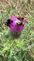 Drei Hummelarten bedienen sich an einer Blüte: Hummeln und Wildbienen sind darauf angewiesen, dass Pollen und Nektar spezieller, heimischer Pflanzen in der Nähe zu finden sind. Foto: Stadt Oldenburg