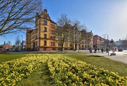 Blühende Narzissen in der Oldenburger Innenstadt. Foto: Hans-Jürgen Zietz 