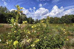 Naturschutzgebiet „Bahndammgelände Krusenbusch". Foto: Hans-Jürgen Zietz