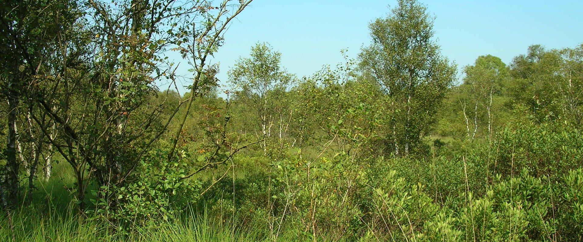 Moorszene. Foto: Stadt Oldenburg